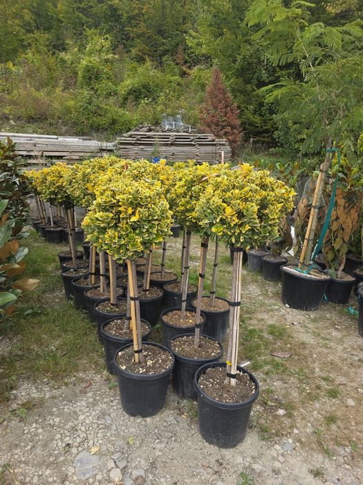 Vand plante ornamentale