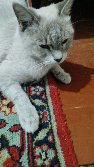 Отдам в добрые руки!