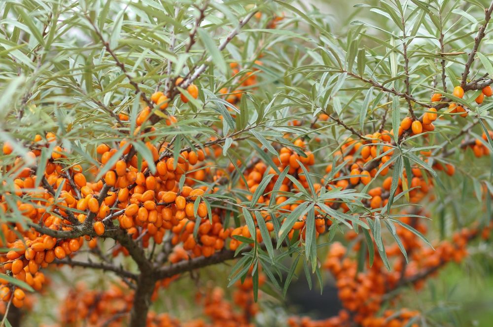 Arbusti Fructiferi (Catina Mascul )
