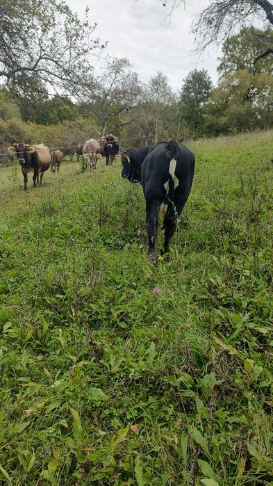 De vanzare 3 vitei taurasi