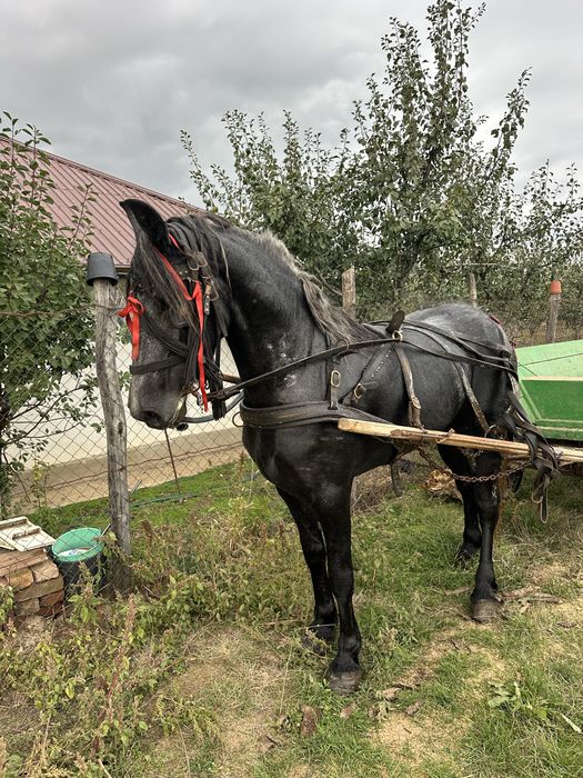 De vanzare 3 ani