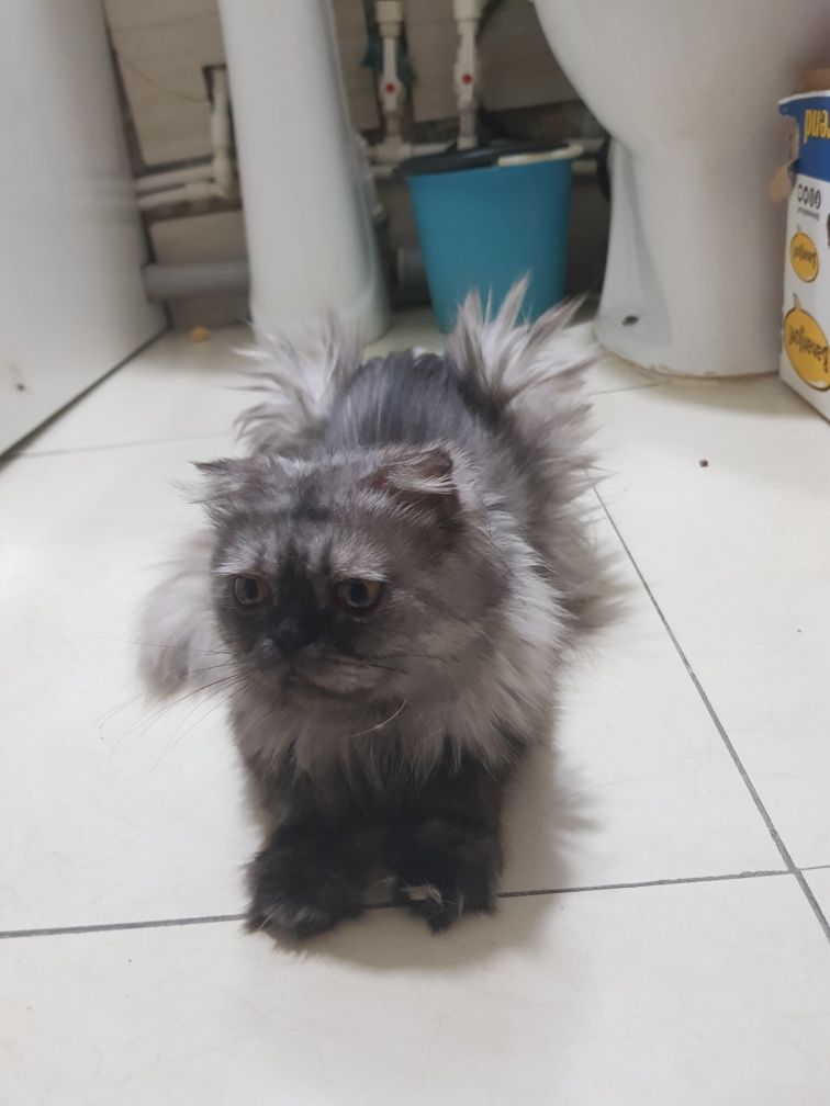 Шотландская Вислоухая кошка