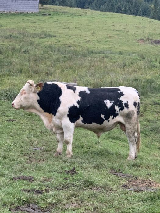 Taur baltat pe negru de un an si 5 luni