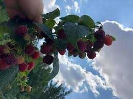 Drajoni zmeura romaneasca si remontanta