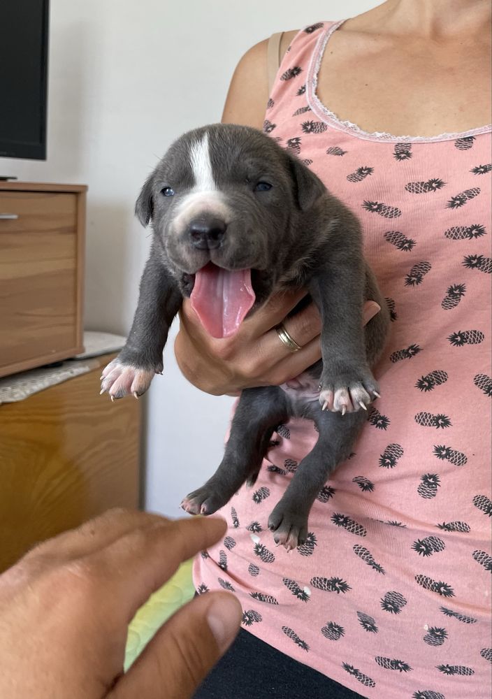 Американски Син питбул/American pitbull /blue nose