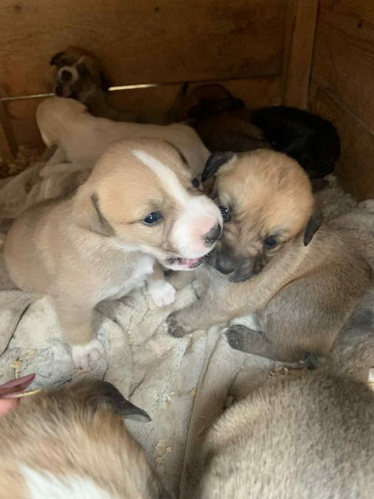 Spre adopție cățeluși patru saptamani