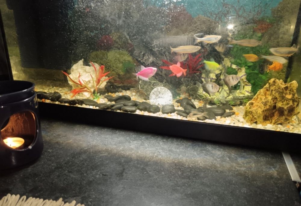Acvariu cu pești