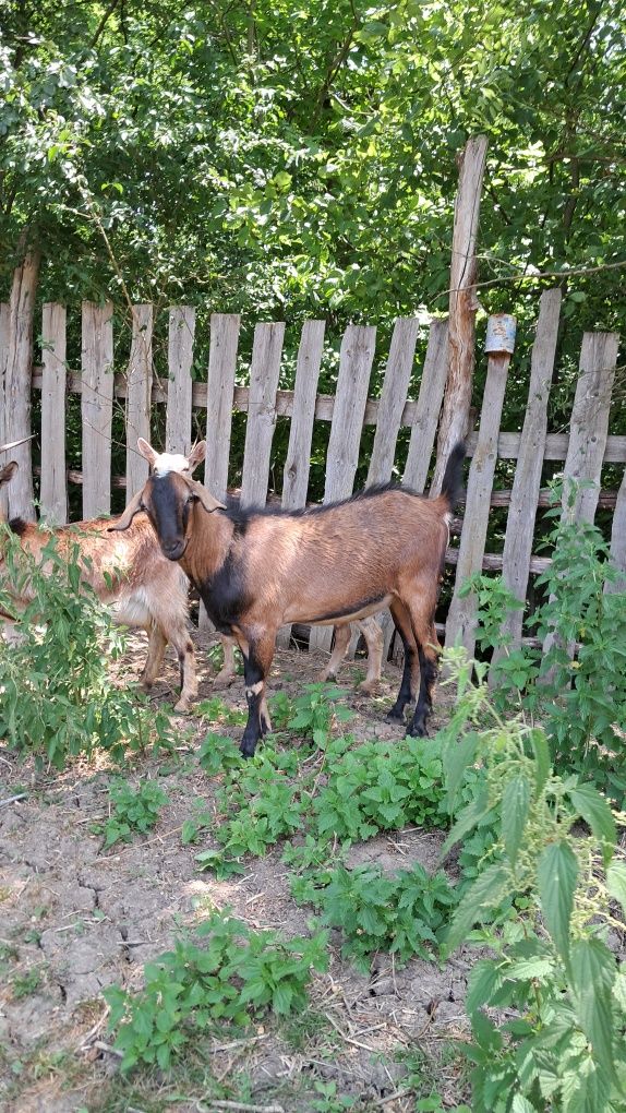 Vând țap alpin francez