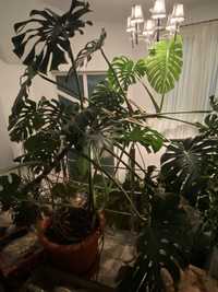 Philodendron "Monstera Deliciosa"