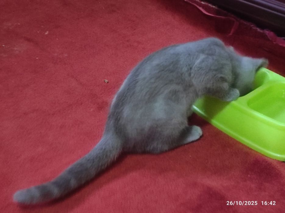 Toza Biritanskiy mushuk