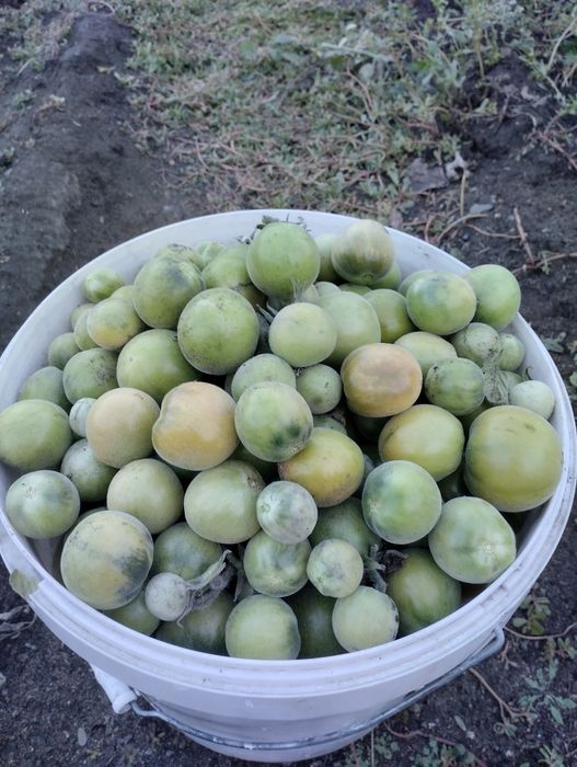 Продам зелёные помидоры