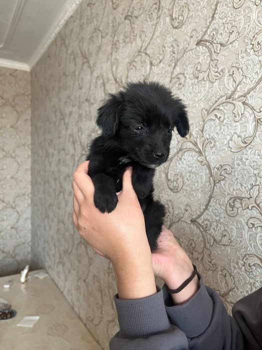 Хадияга кучукча 2 ойлик