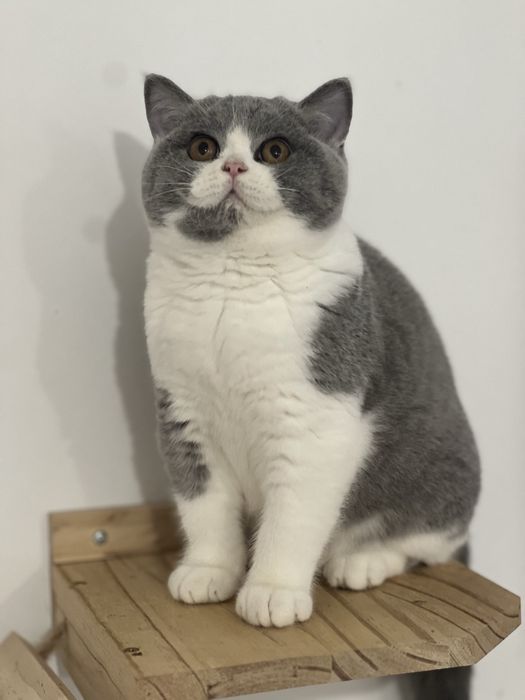 Чистокръвно британско коте шоу клас