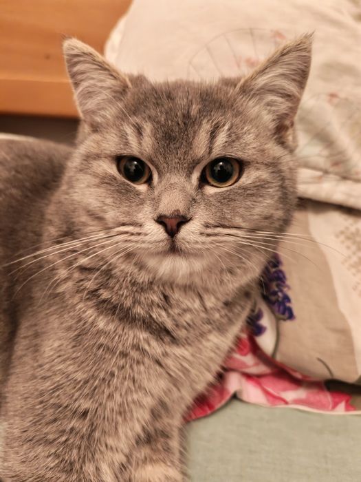 Голубая шиншилла