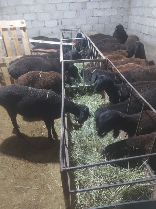 19 бас ұрғашы қозы