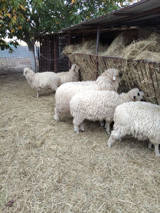 Vînd patru mieluțe de anul acesta