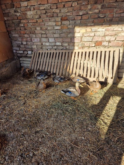 Rațe sălbatice 2025