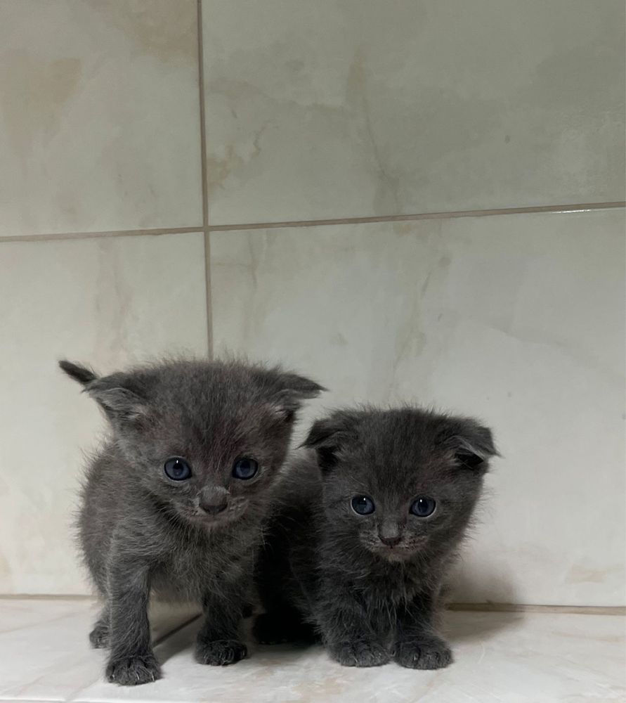 Иргивые котята в поиске дома