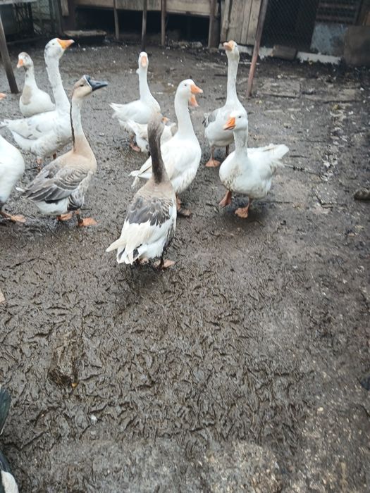 Gâște si rațe de vânzare