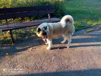 Femela rasa Akita American