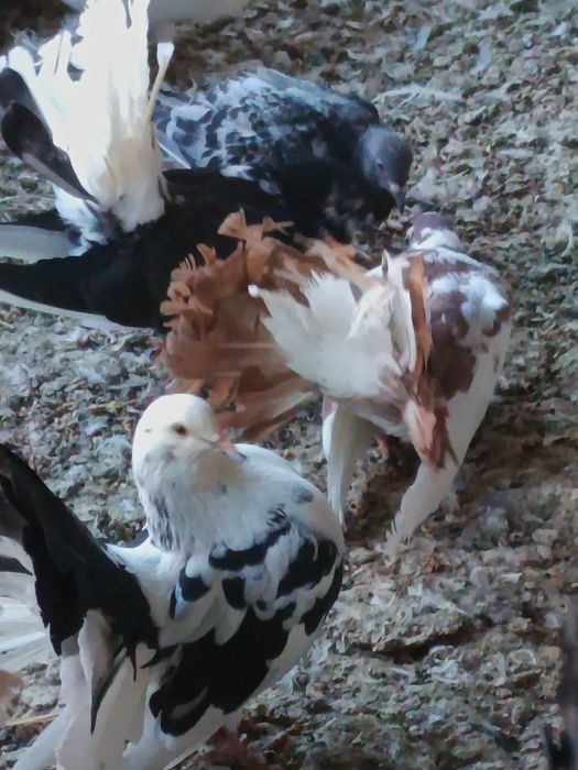 Porumbei înfoiați colorați și albi