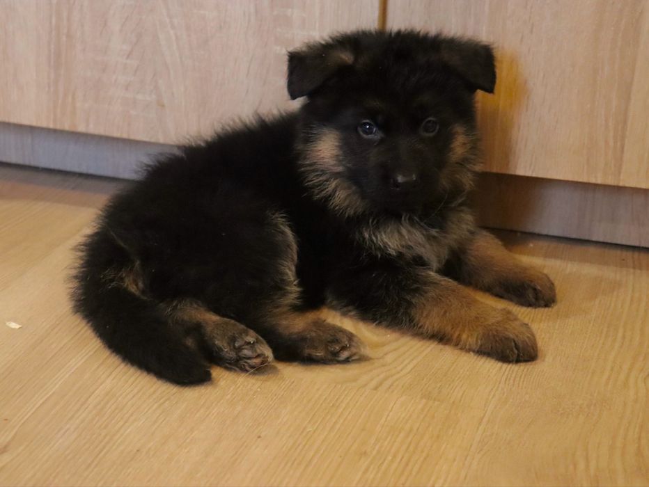 Немска Овчарка ( German Shephard)