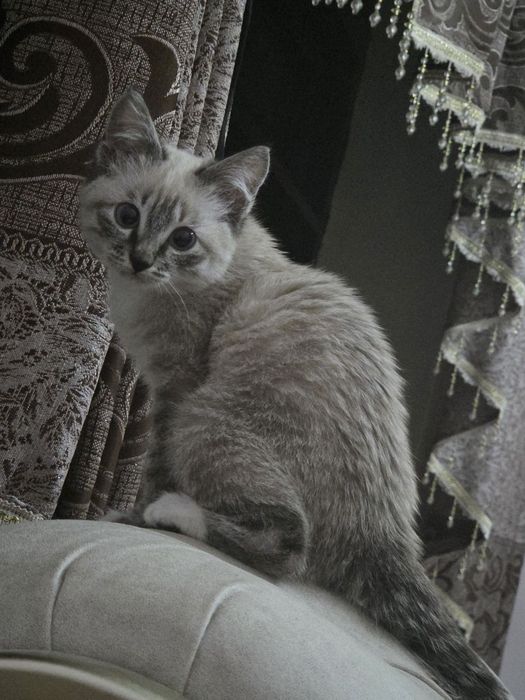 Mushuk sevar insonlarga