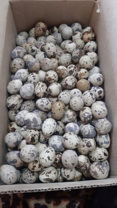 Бөдене жұмыртқасы  30