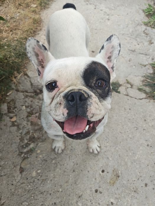 Мъжки френски булдог