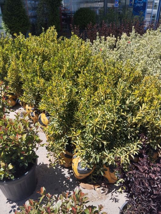 Gazon ekish va tayyor gazon yotqizish archa kisish