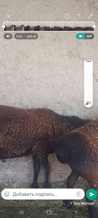 Гисарский қошқарлар