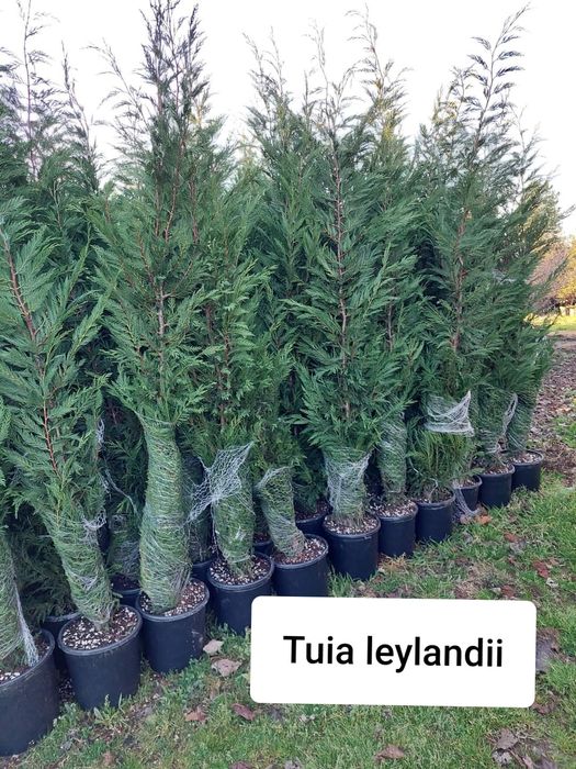 Mesteacan/tei argintiu/tuia/puieti ,lemn cainesc ,fag ,carpen/