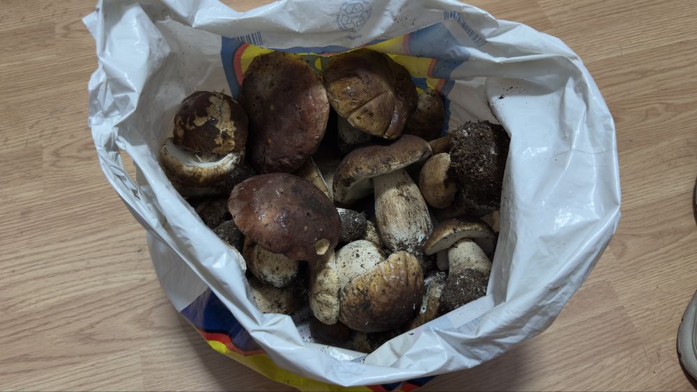 Vand ciuperci manatarci hribi proaspeti!