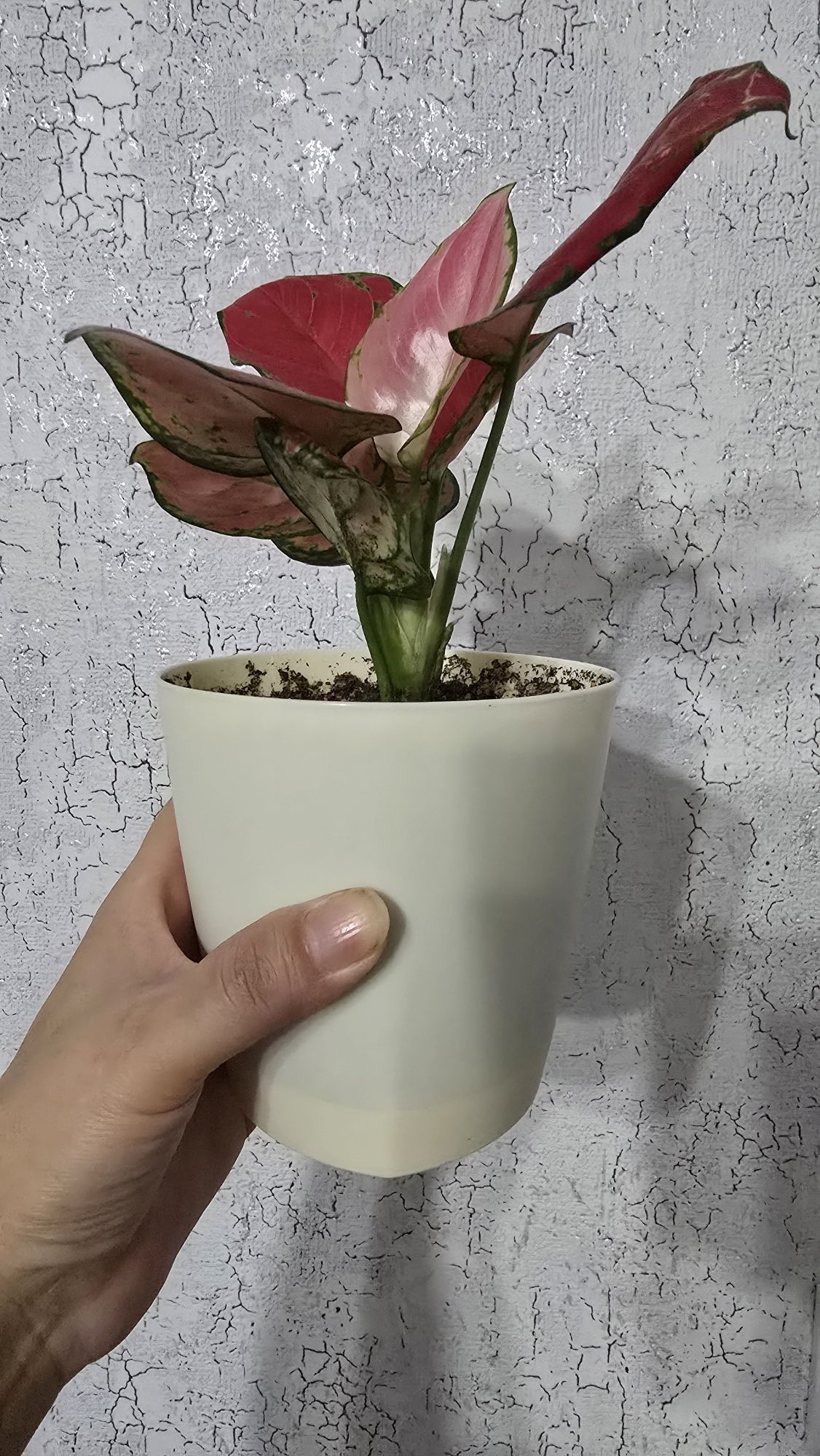 Продам Аглонему (адаптирован)