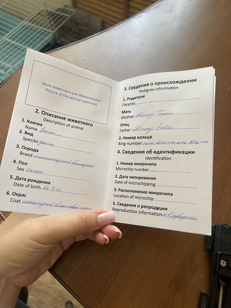 Кролик карликовый, вислоухий.