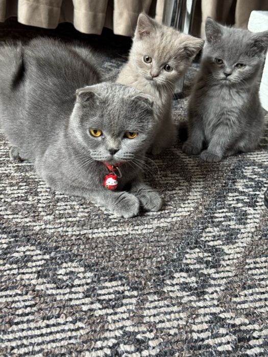 ПРОДАЖА КОТЯТ 2 месяцные