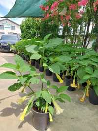 Trompeta ingerilor copac ornamental brugmansia