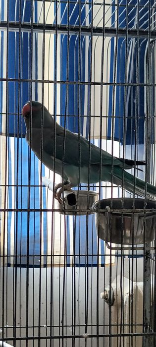 Micul Alexandru Vând