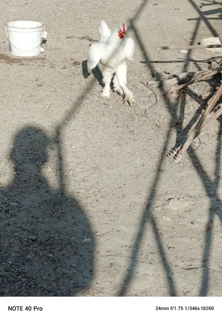 Brama tovuqlar sotiladi