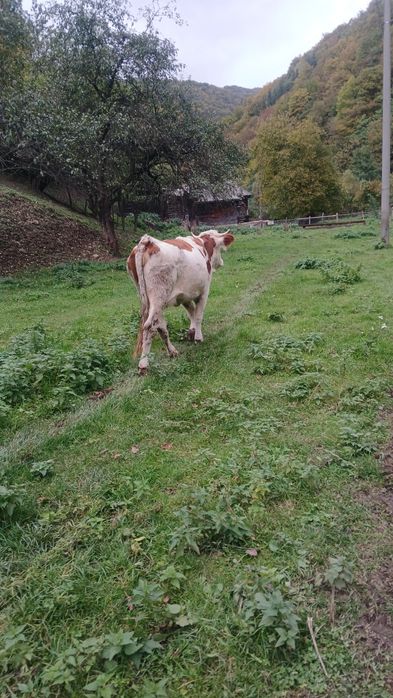 Vând junincă gestantă