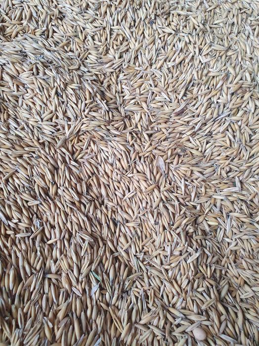 Floarea soarelui,ovaz,grau,orzoaica