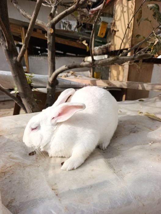 Hikol para 6 oydan owkan tayyor quyonla