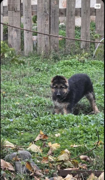 Немски овчарки дългокосмести