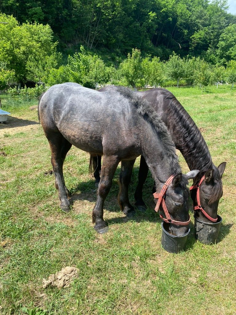 De vânzare mânz percheron