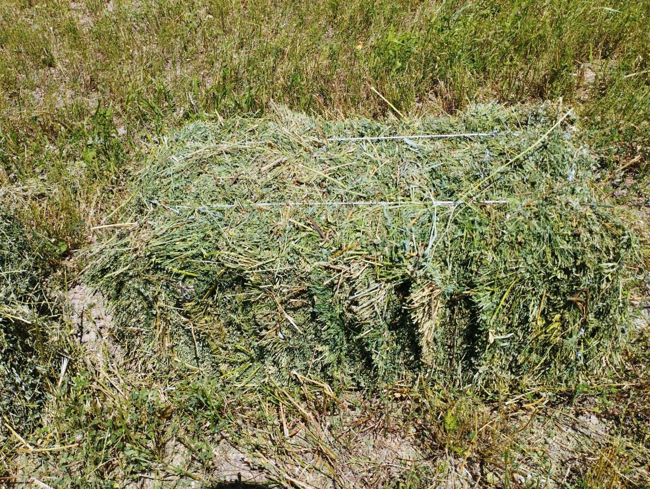 Сено разных сортов.