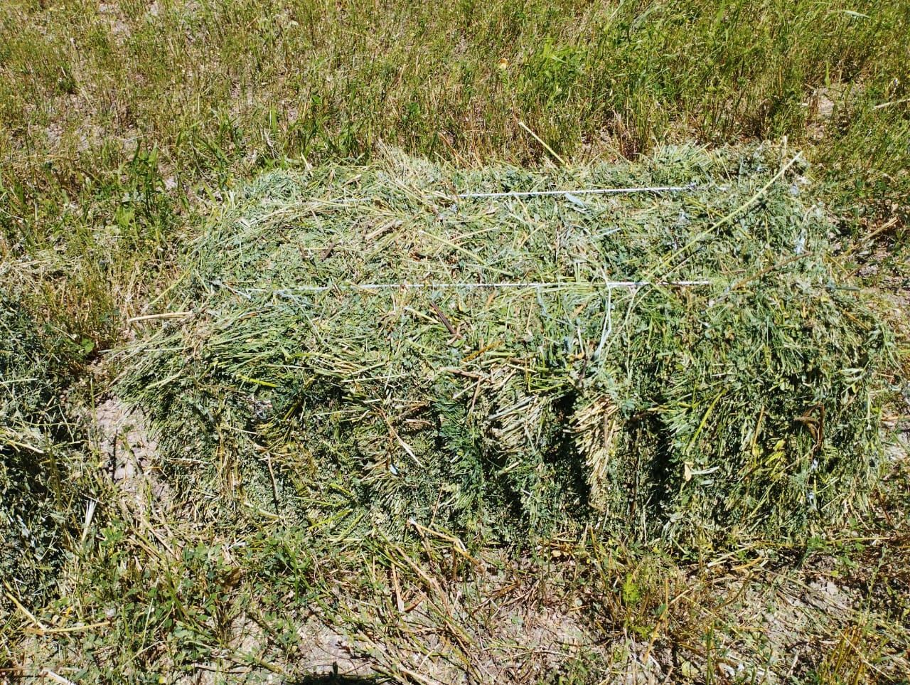 Сено разных сортов.