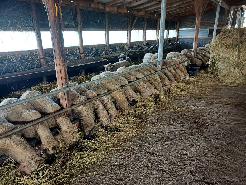 Mielute tigaie ruginie