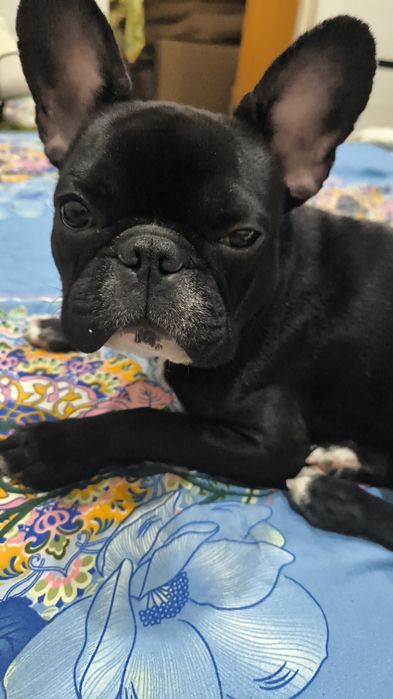 Отдам даром французского бульдога