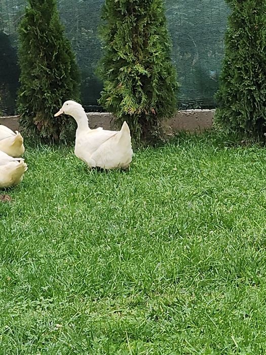 Rate pentru carne sau reproducere