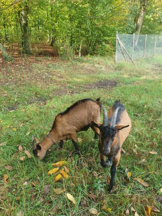 Capre alpina franceza
